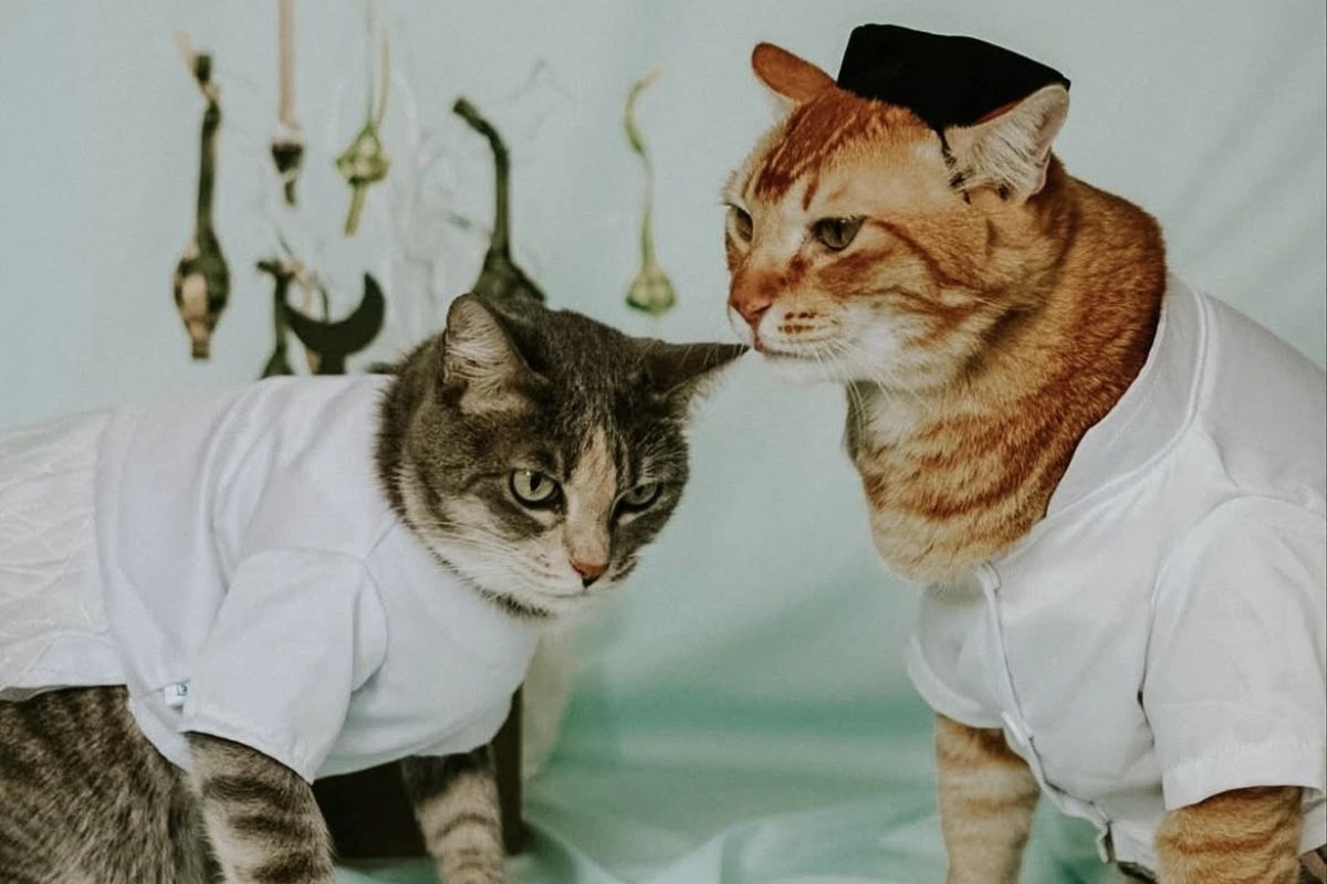 Bukipet Pakaian Kucing