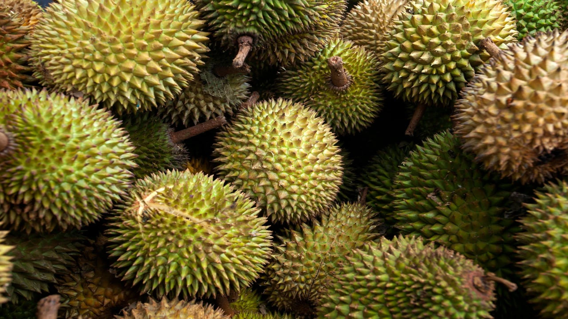 Durian.