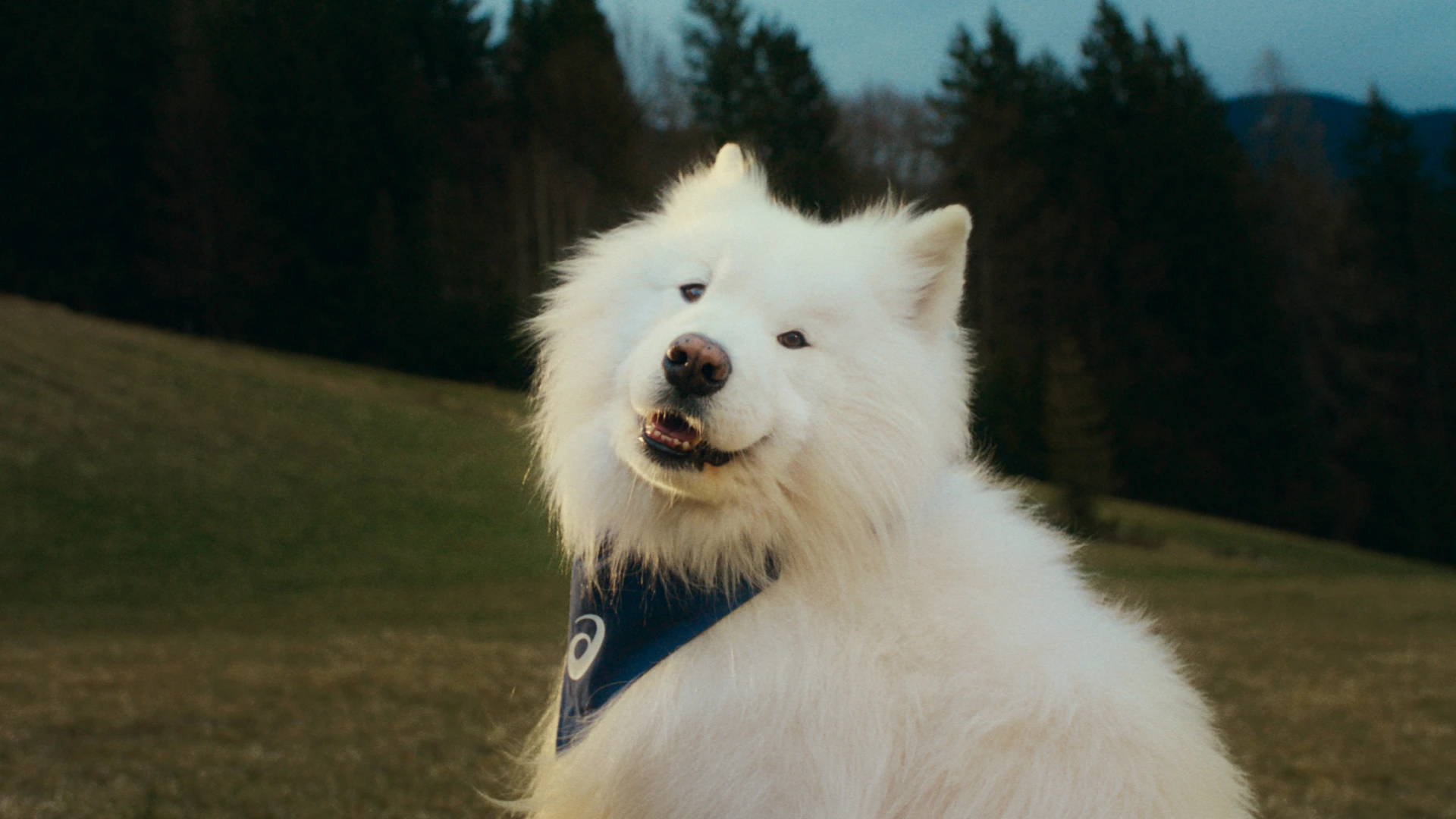 Felix The Samoyed