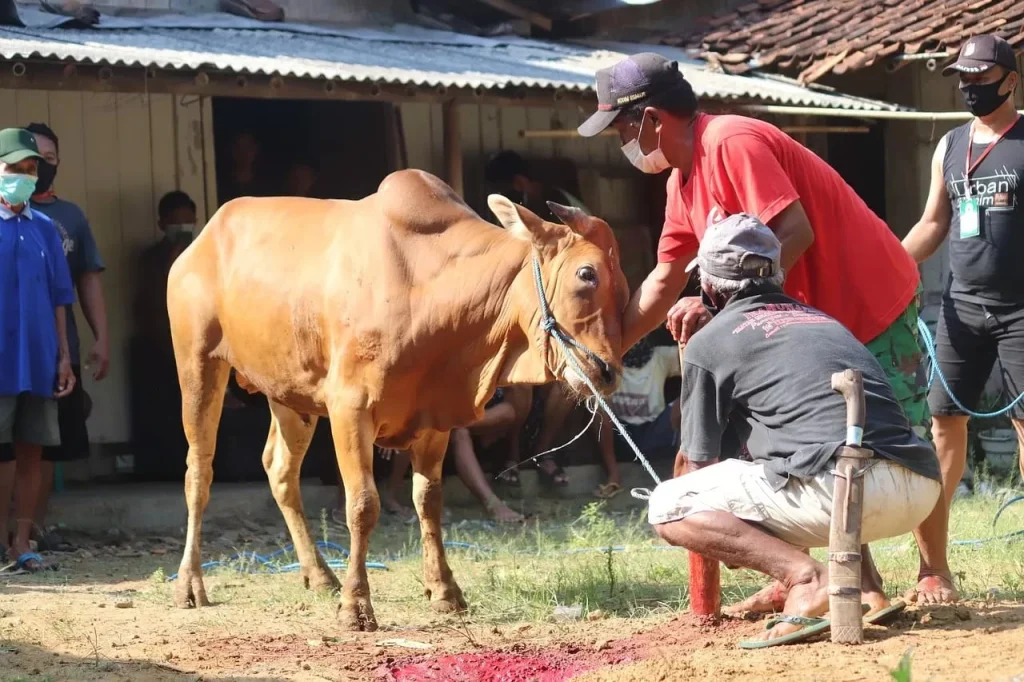 Hewan kurban.(Baznas)