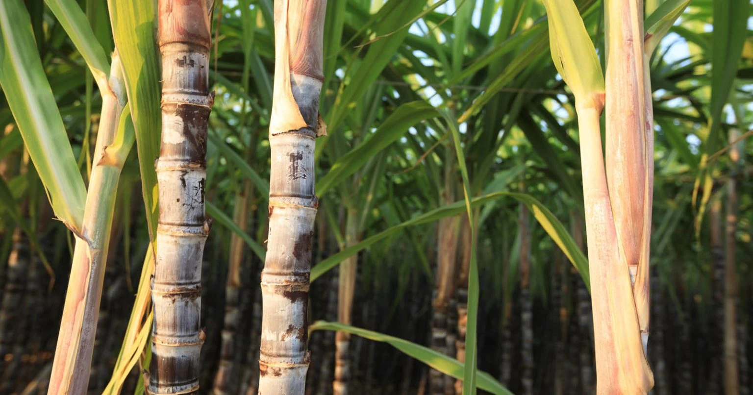 Pemerintah Tingkatkan Produksi Gula Nasional, Lampaui Pencapaian Era Kolonial