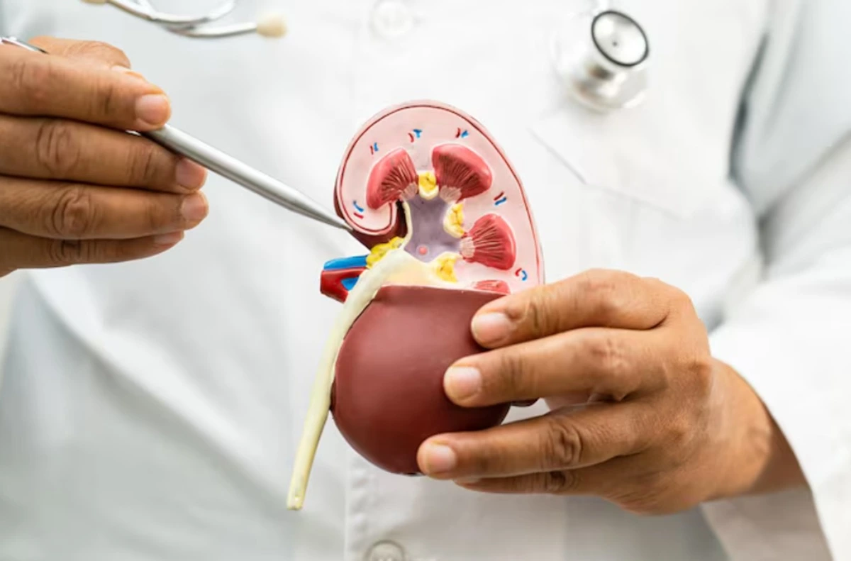 Ilustrasi kesehatan ginjal