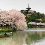 Keindahan Sakura yang mekar di musim semi di Jepang.(Unsplash.com/Jonathan Kim)