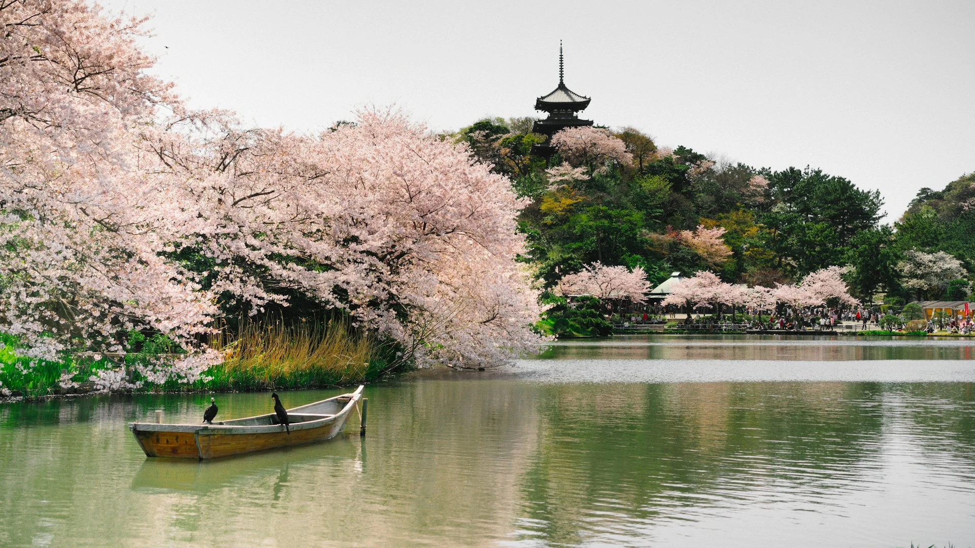 Keindahan Sakura yang mekar di musim semi di Jepang.(Unsplash.com/Jonathan Kim)