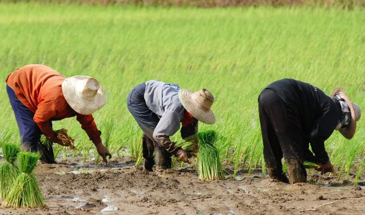 Petani tengah menanam padi di sawah