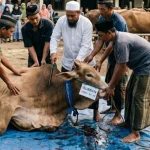 Pemotongan hewan kurban.