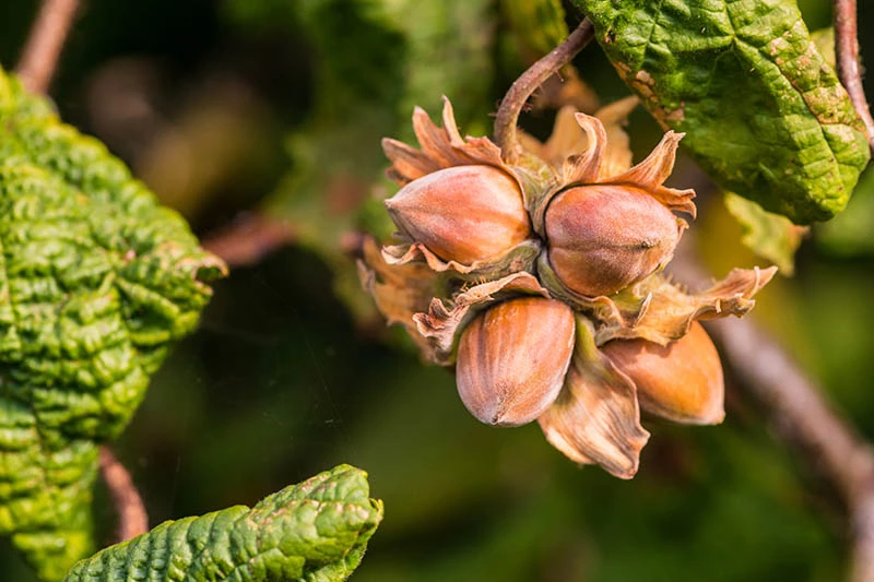 Tanaman hazelnut.