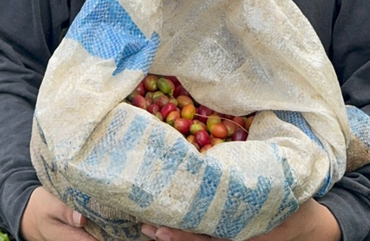 Biji kopi