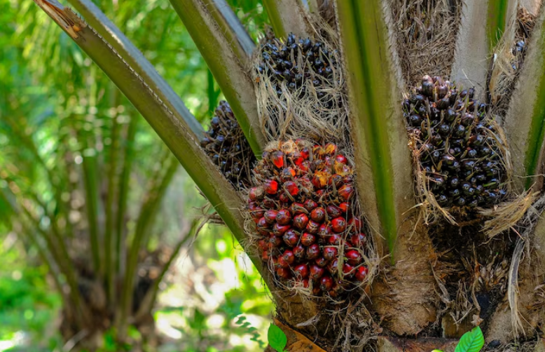 Industri kelapa sawit