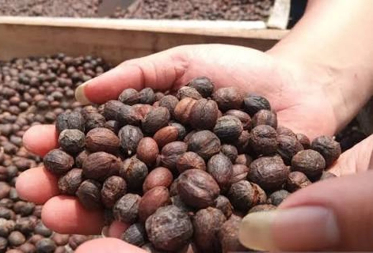 Produksi kakao dalam negeri.