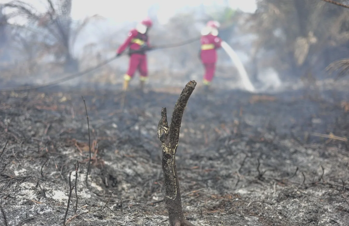 Dampak dari kebakaran hutan dan lahan.(Antara)