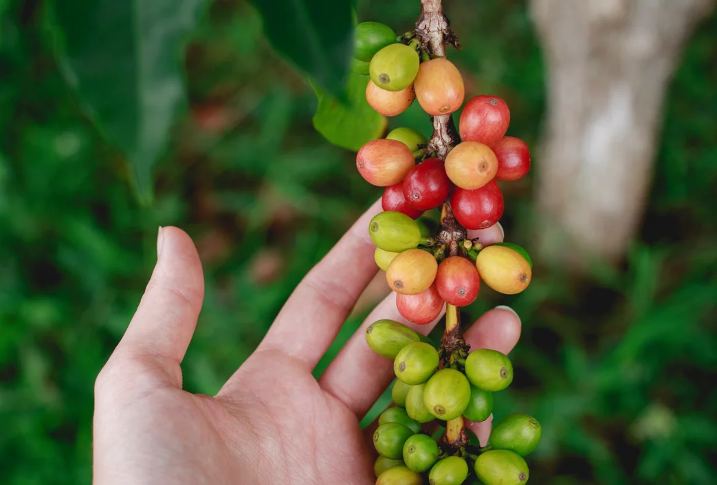 Tanaman kopi.(Unsplash.com)